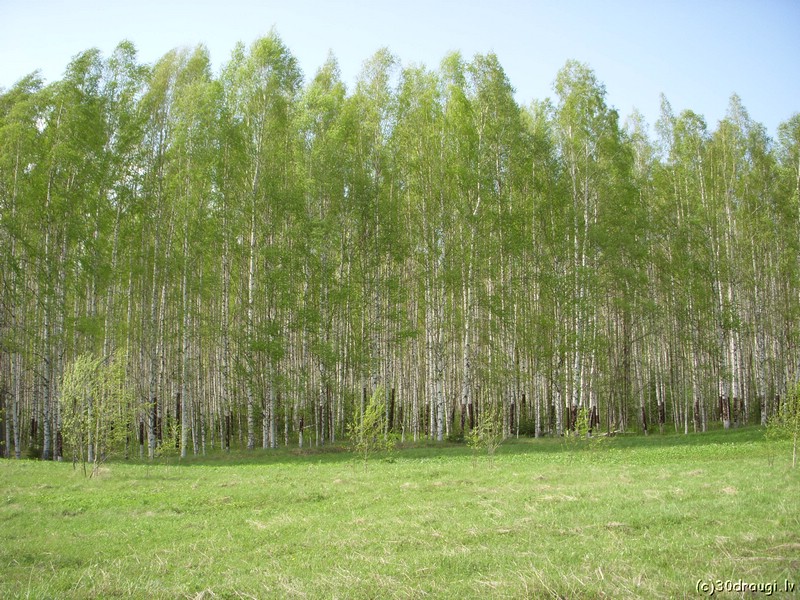 sibirj_DSCN0464.JPG