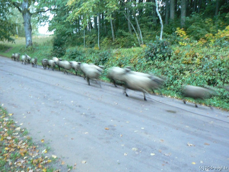 pk200773.jpg