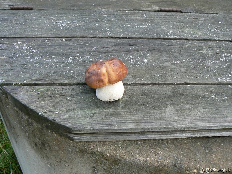 pk200792.jpg